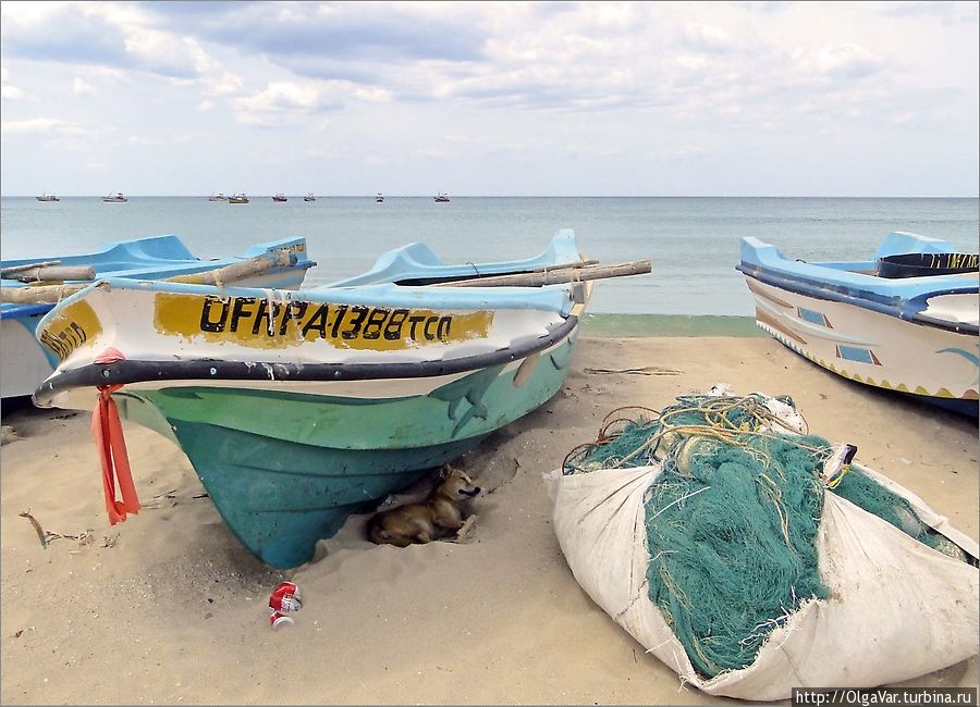 Местные псы знают, что спасительную тень могут дать только лодки.  Они забиваются под них с полудня и мирно там спят покуда незнакомый прохожий не потревожит их сон. Некоторые на меня не обращали внимания, а были и те, что буквально срывались с цепи. Тринкомали, Шри-Ланка