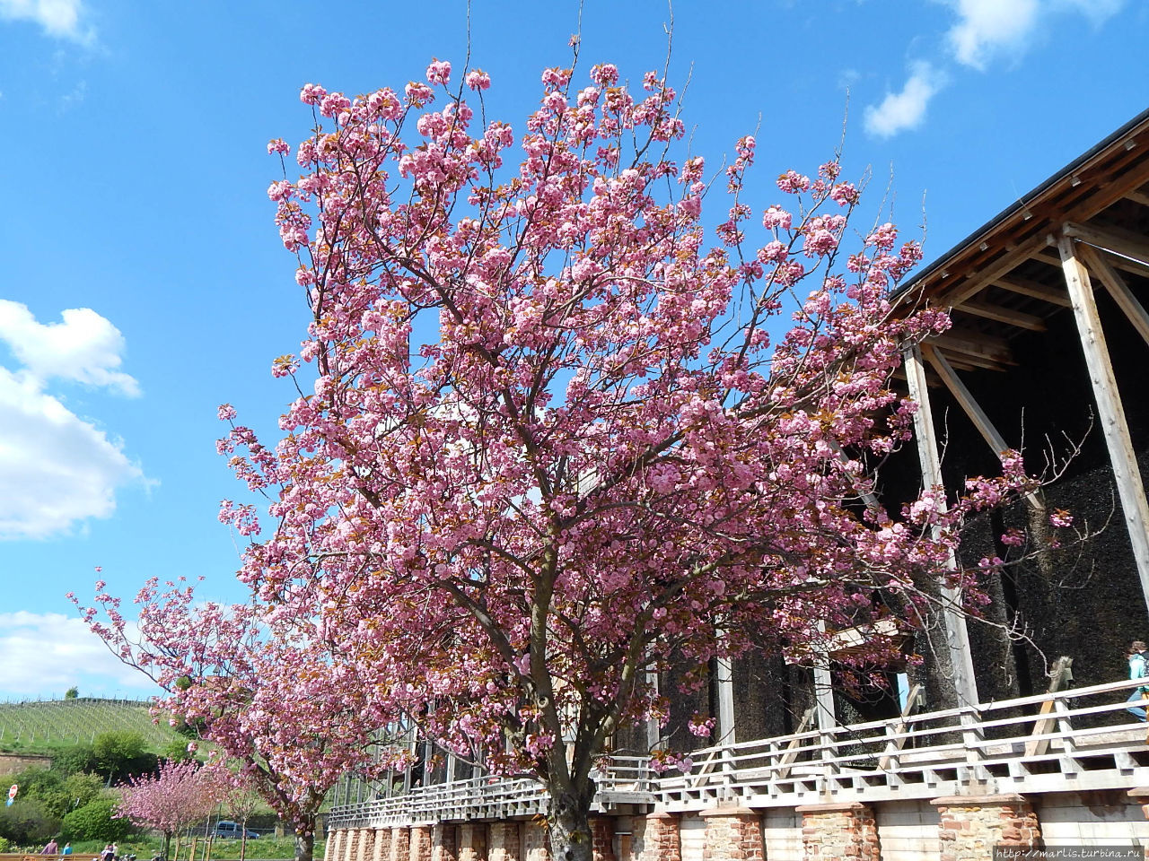Когда цветет сакура Бад-Дюркхайм, Германия