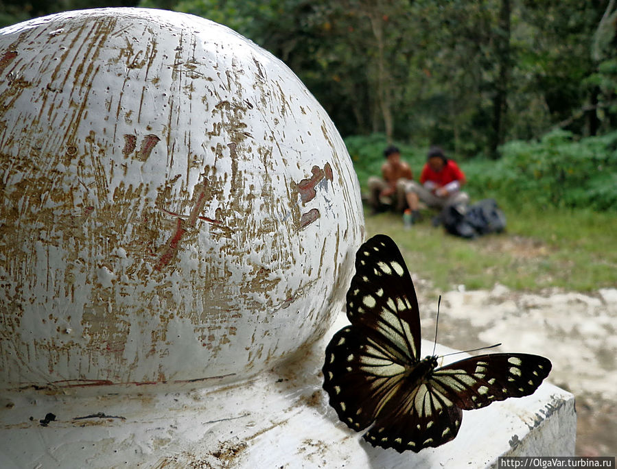 Последний привал. Филиппинские бабочки — огромные и и очень красивые Остров Минданао, Филиппины