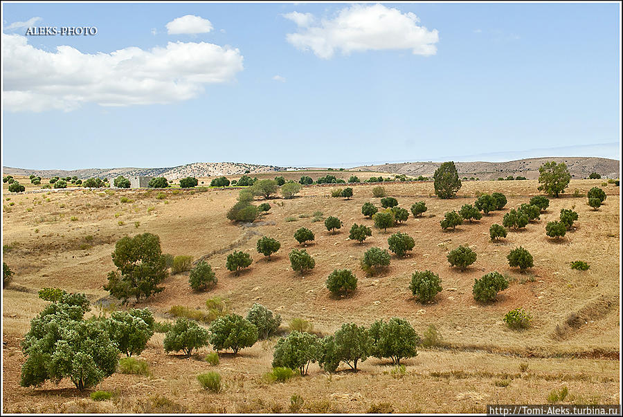 А здесь появились деревья...
* Сафи, Марокко