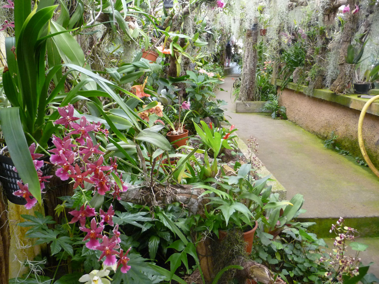 Мадейра — Сад орхидей Регион Мадейра, Португалия