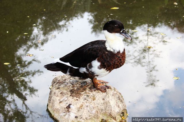 День Рождения в ботаническом саду Букараманга, Колумбия