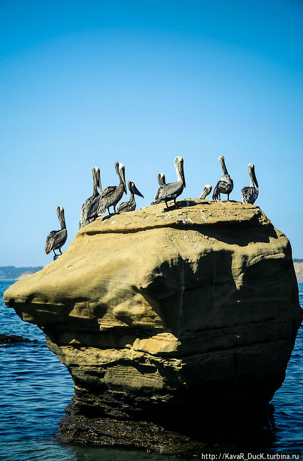 Пеликаны Сан-Диего, CША