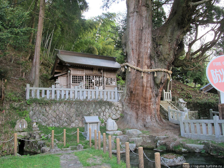 Недалеко ещё один синтоиский храм Синмей (Shinmei). А рядом с ним огромное дерево криптомерии. Его возраст насчитывает около 1300 лет, высота 60 м. и более 10 м. в обхвате. Понятно что японцы чтят божество ками которое в нём живёт. Префектура Гифу, Япония