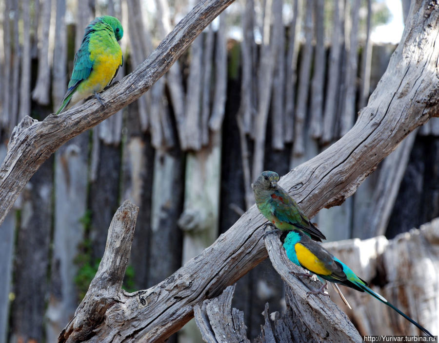 Этот удивительный животный мир Тасмании Штат Тасмания, Австралия