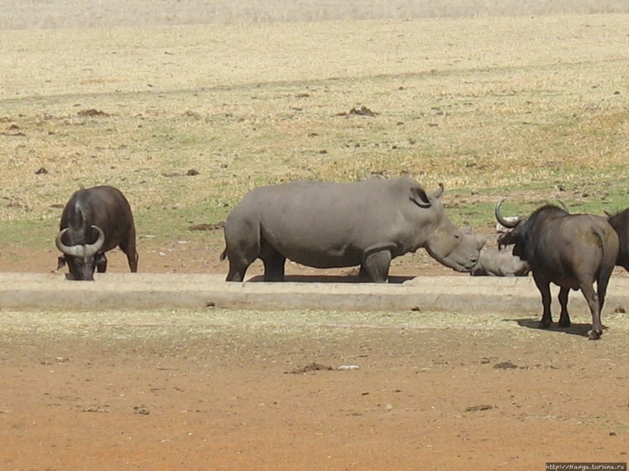 Санитарная остановка со зверями и Лиденбург с обедом. Ч.5 Провинция Мпумаланга, ЮАР