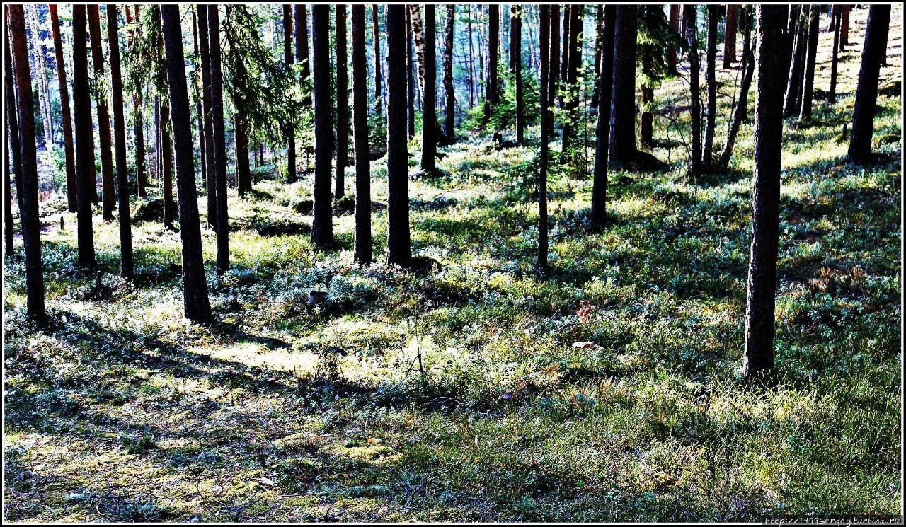 Весна идёт, весне дорогу Сосновый Бор, Россия