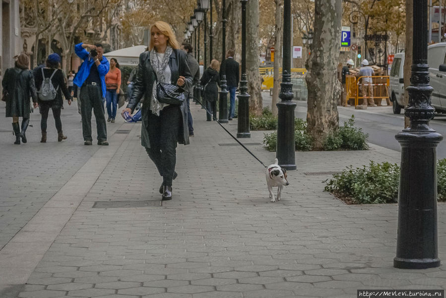Там, где мандарины растут Барселона, Испания