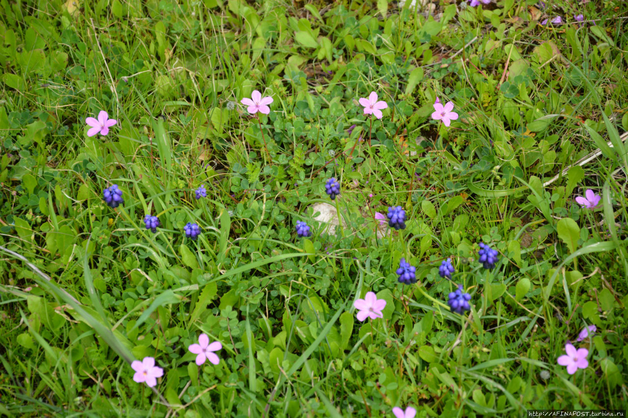 Весенний Лагонисси Аттика, Греция