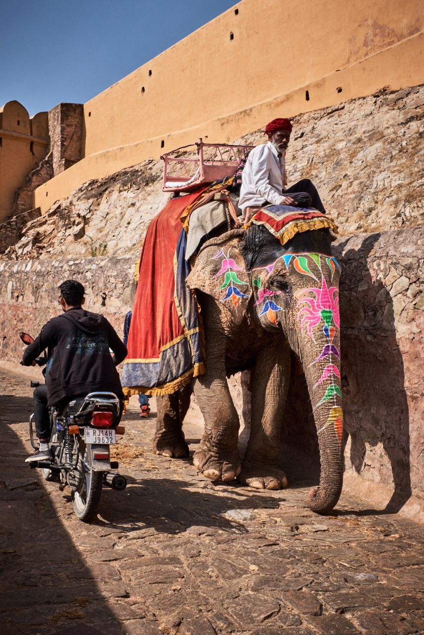 Индия — родина слонов Джайпур, Индия