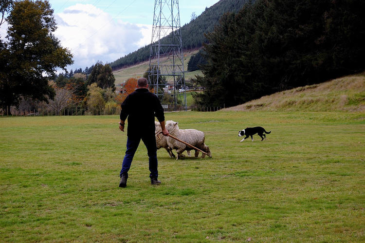 Овчарка помогает пасти ов
