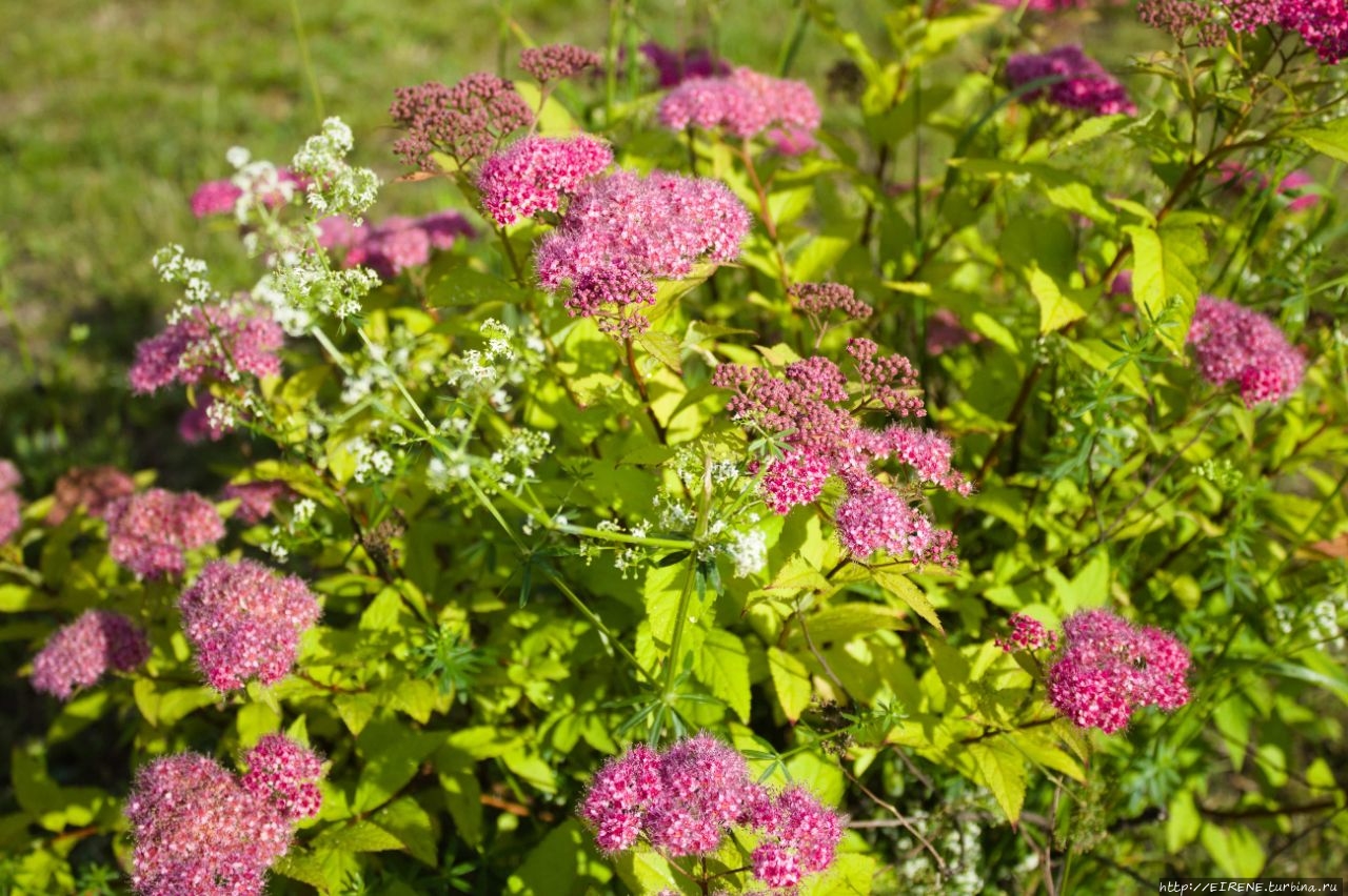 Прошлым летом, в цветочном городе. Новокузнецк, Россия