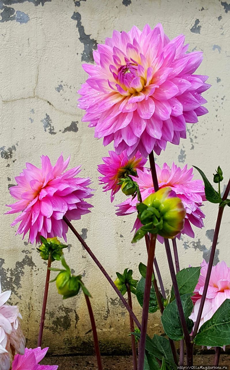 Георгина Miss Delilah. Санкт-Петербург, Россия