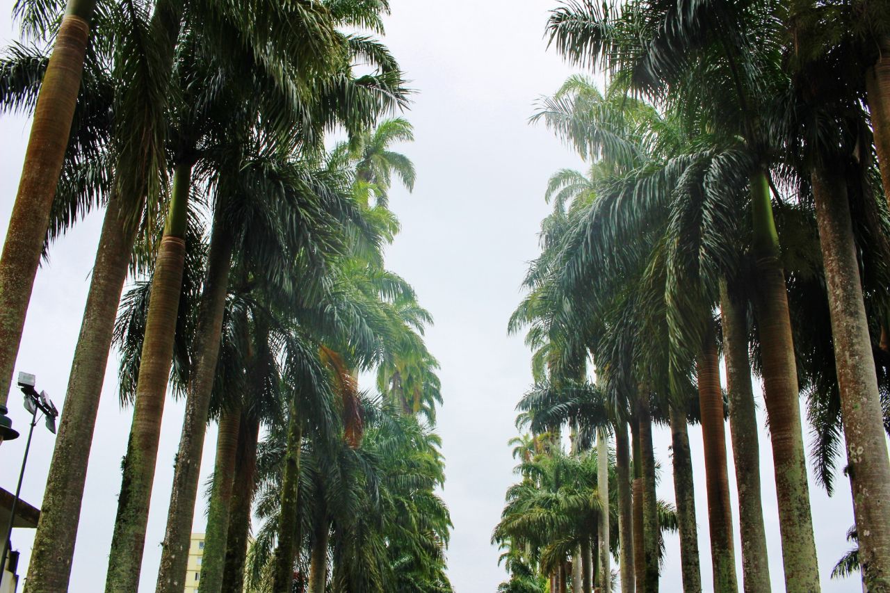 Пальмовая аллея Жоинвиль, Бразилия