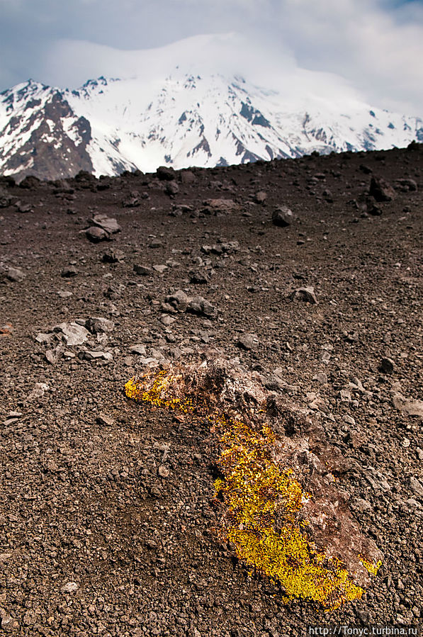 Растительность на склоне Толбачика. Сегодня ее уже сожгло лавой. Толбачинский дол (вулкан Острый Толбачик 3682м), Россия