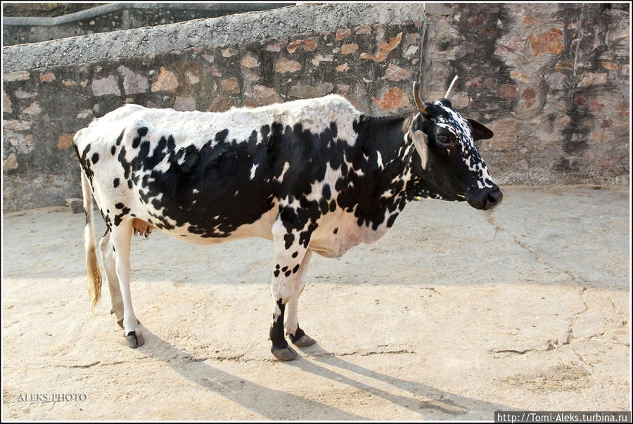 Галта — царство священных коров (Индийские Приключения ч40) Джайпур, Индия