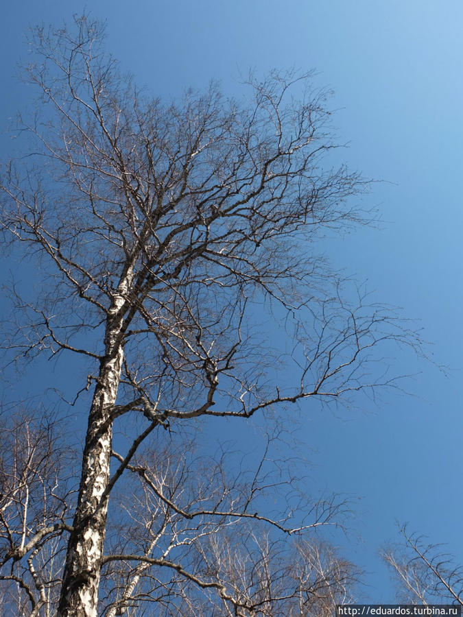 Оттаиваем и зеленеем))) Красноярск, Россия