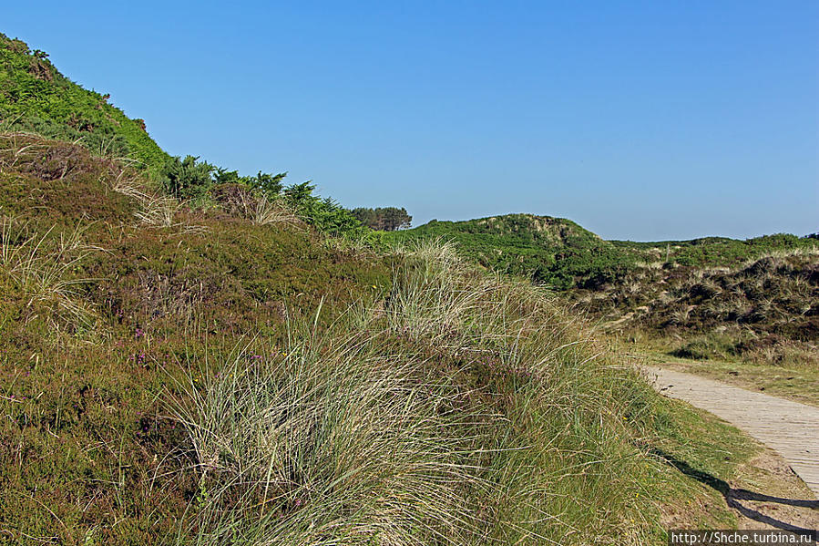 хотя большая часть, особенно в удалении от береговой линии, покрыта разнотравьем Мерлаф Природный Парк, Великобритания