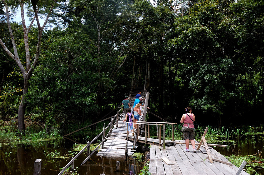 Экскурсия в джунгли Манаус, Бразилия