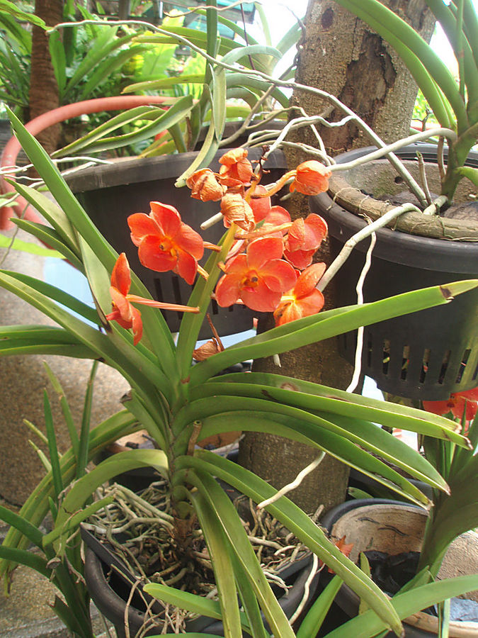 Парк орхидей Куала-Лумпура Куала-Лумпур, Малайзия