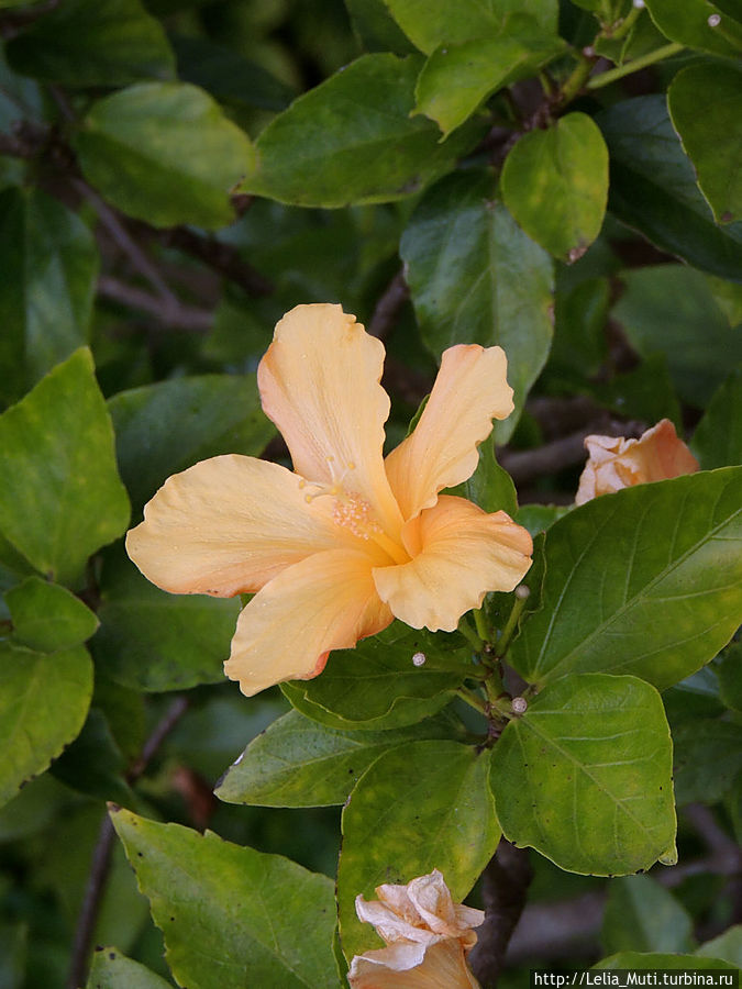 Цветочные сны... Фуншал, Португалия