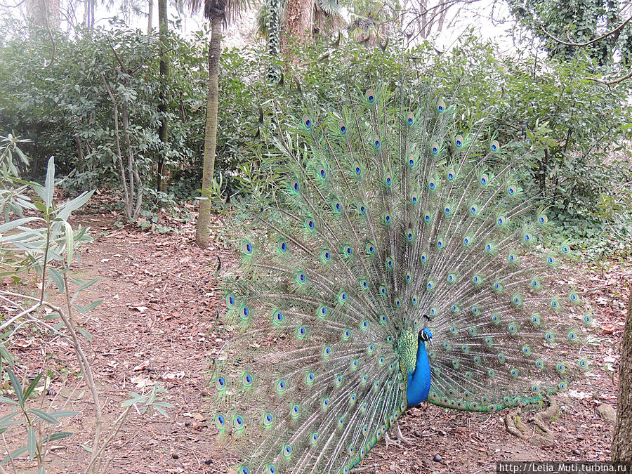 Zoo Roma Рим, Италия