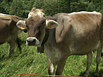 ...гуляют вот такие замечательные коровки!!