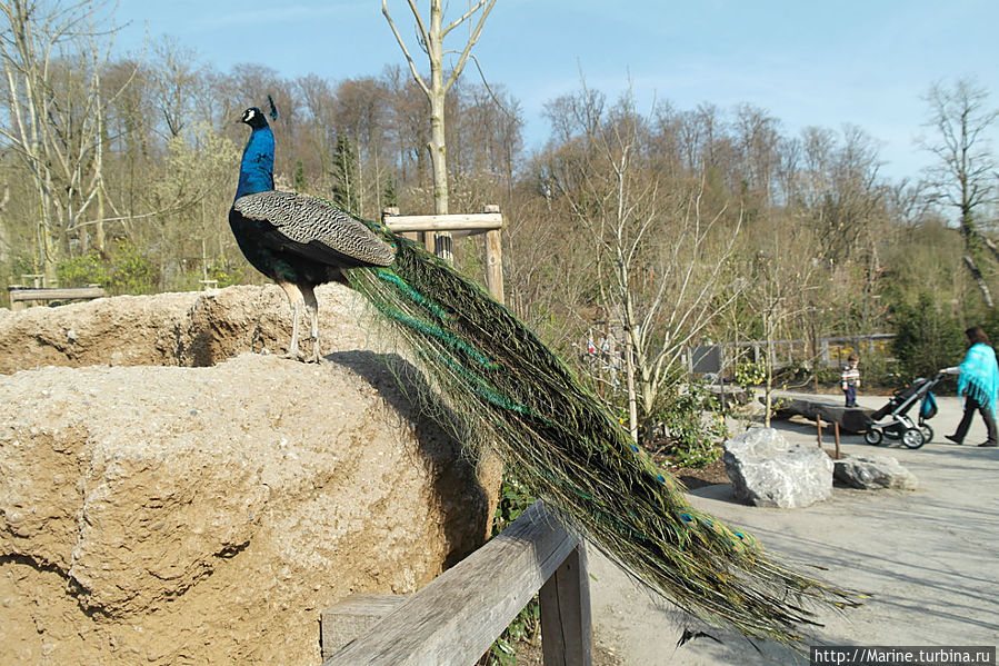 Зоопарк Цюриха Цюрих, Швейцария