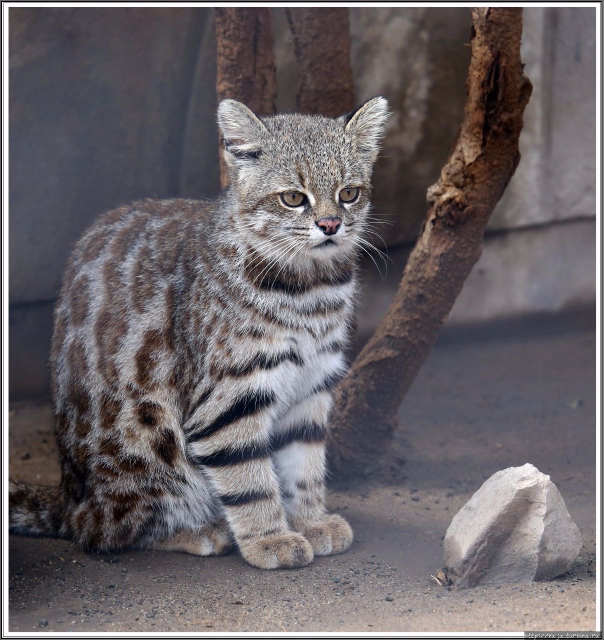 Зоопарк Лимы. Перу Лима, Перу