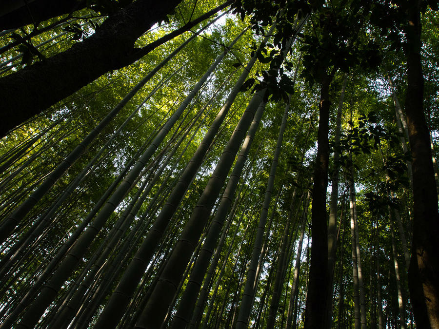 Бамбуковые рощи Арасиямы
