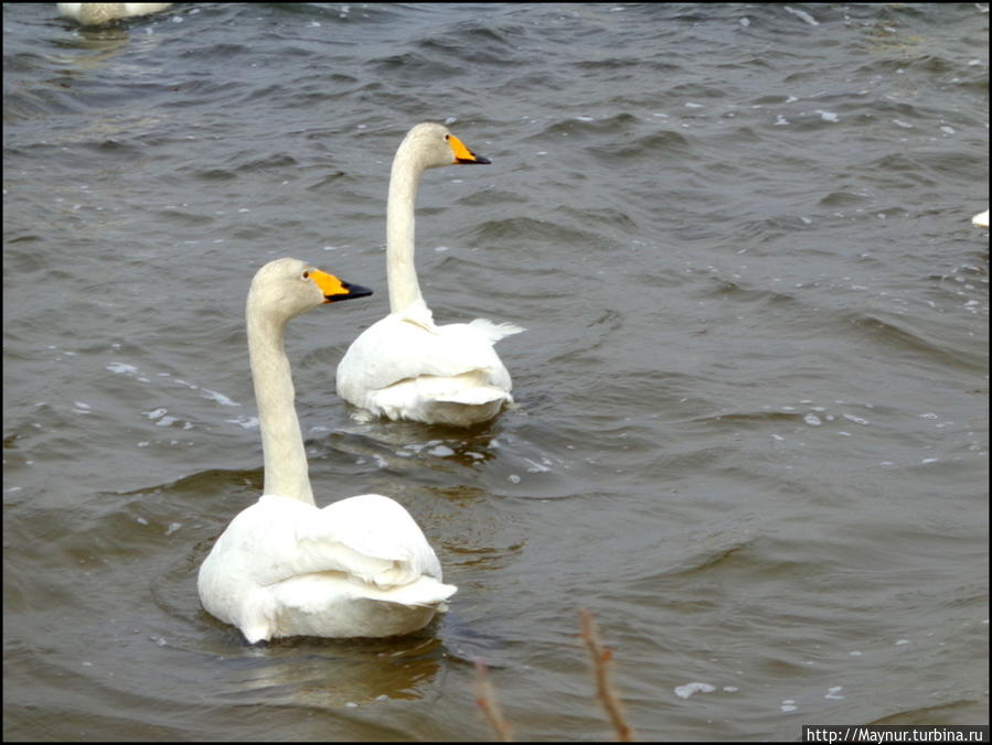 Пусть  летят  по  небу  лебеди... Южно-Сахалинск, Россия