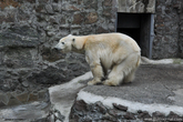 В наше время основной угрозой для исчезновения белых медведей, является глобальное потепление и сокращение площади морского льда. Наряду с этим, немалую угрозу представляет загрязнение окружающей среды и браконьерство.