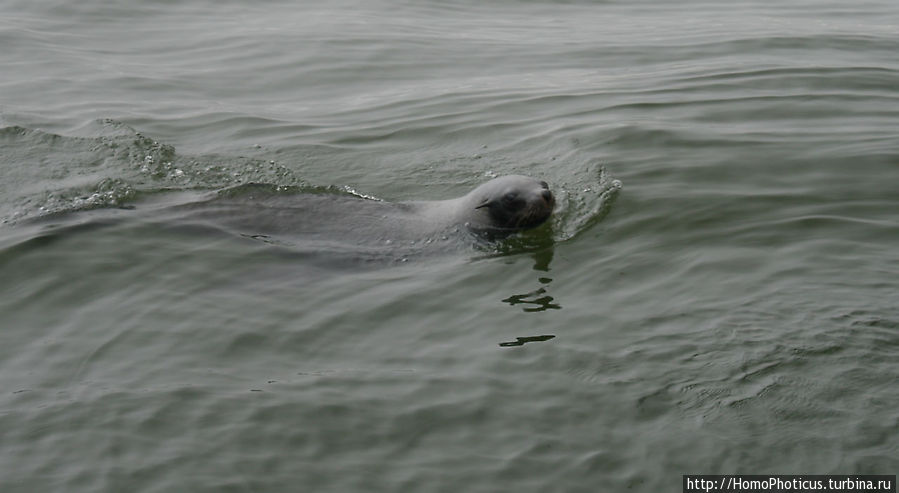 Пеликаны, тюлени, устрицы и прочая живность Китовой бухты