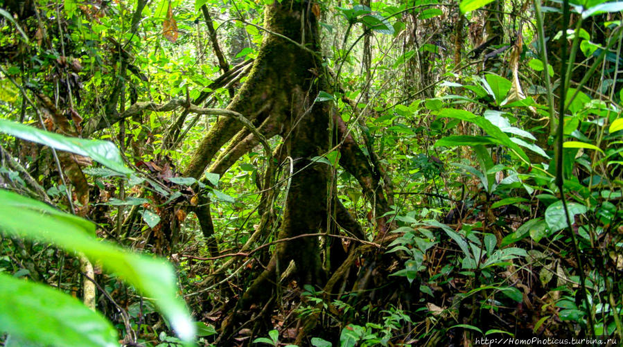Пигмеи бака. Основы выживания в джунглях Джа Заповедник, Камерун