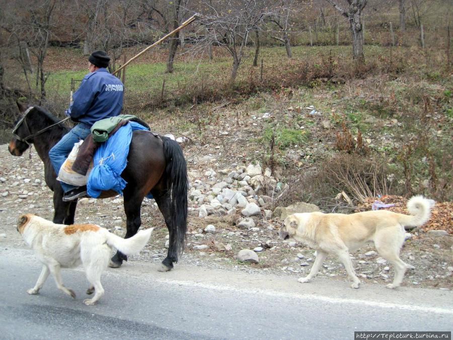 Грузинский пастух с собаками в горной Грузии