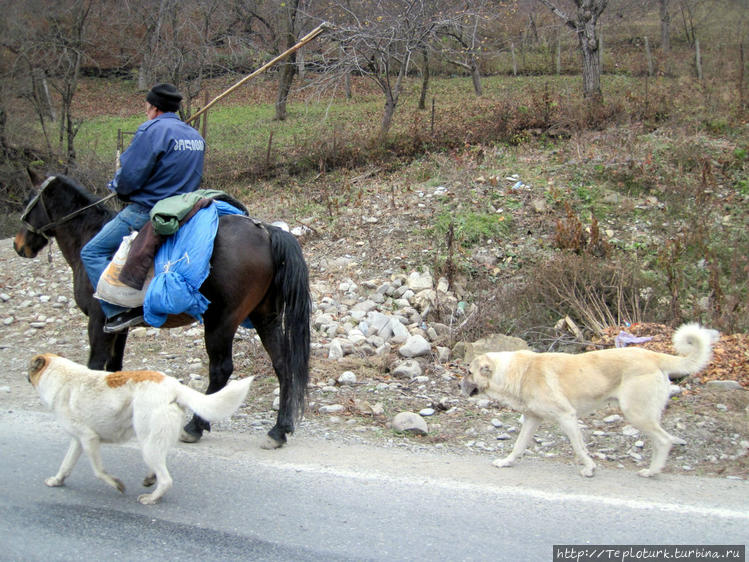 Грузинский пастух с собак