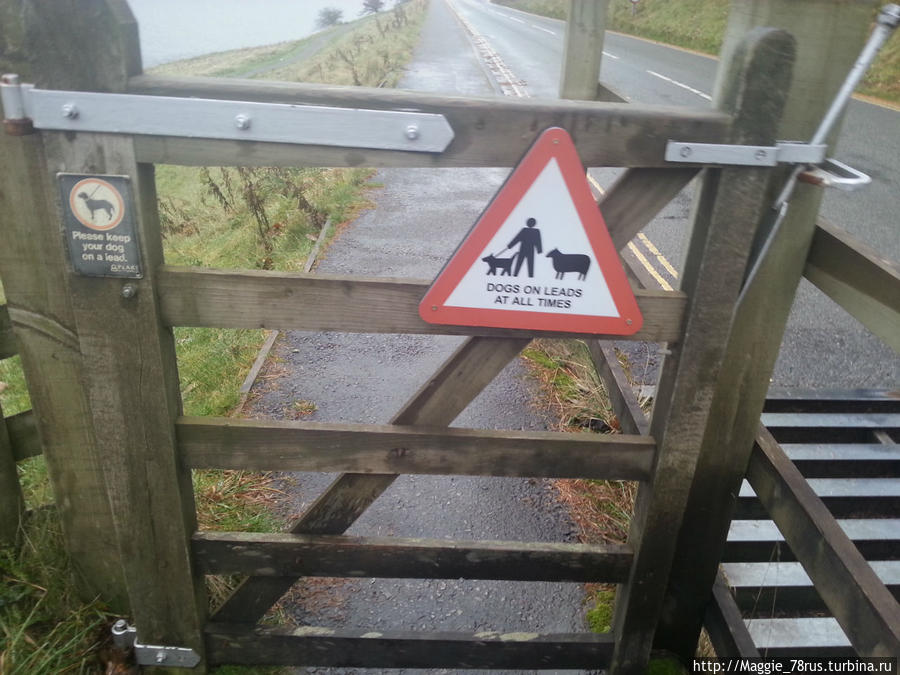 Справа на фотографии видны железные полосы, чтобы предотвратить выход животных на опасные участки дороги Англия, Великобритания