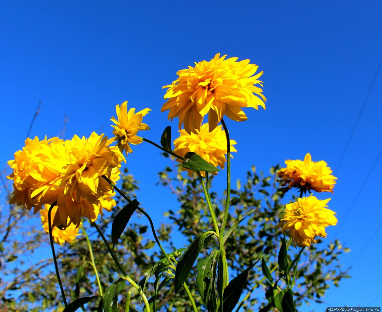 Впрочем, Городец у меня ассоциируется прежде всего с рудбекией Золотой шар. В детстве из её лепестков мы делали себе длинные красивые яркие ногти:)