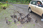 Толпа голодных коати с ходу атакует остановившуюся машину... Они как-будто знают, кто им еды даст, а кто нет.