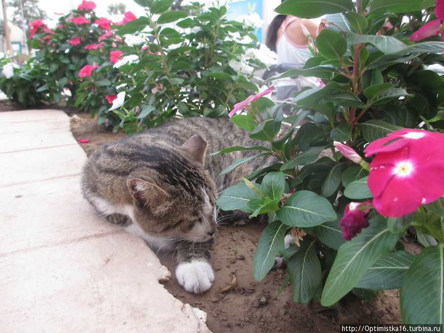 Коты и кошки Мармариса. И немного собак Мармарис, Турция