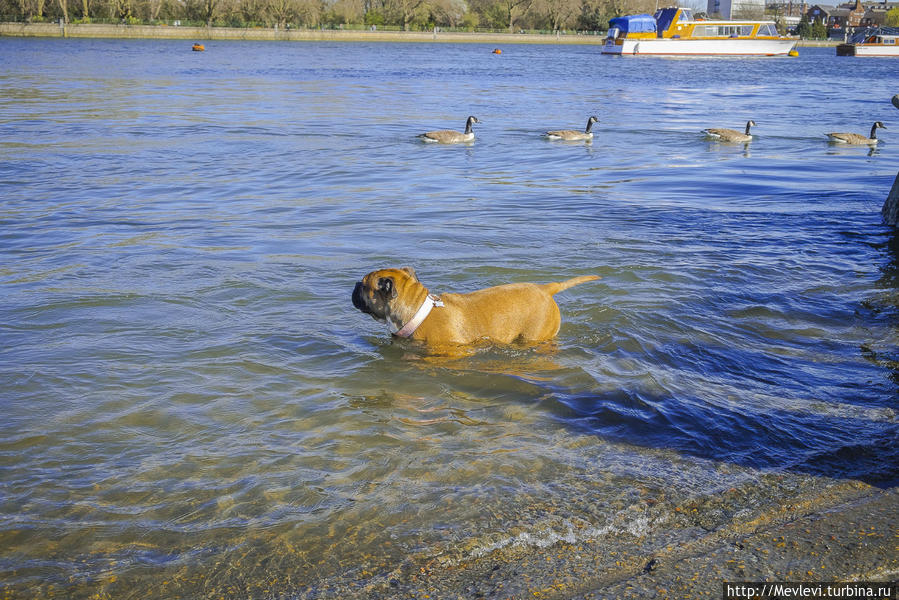 Район Лондона Патни (Putney) Лондон, Великобритания