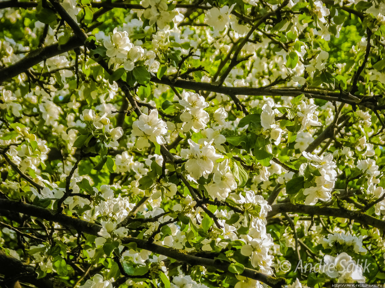 Был месяц май Рига, Латвия