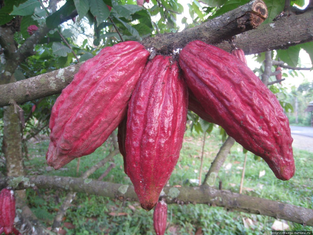 Плантация какао-бобов и как растет кофе / The plantation of cocoa beans