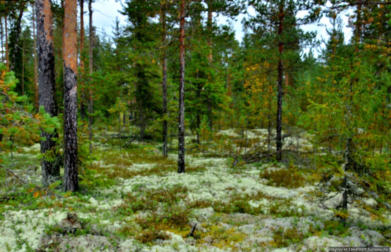 Поморский лес. В Берендеевом царстве Емца, Россия