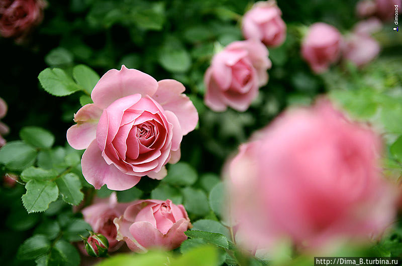 Антураж со свадьбы в Германии Германия