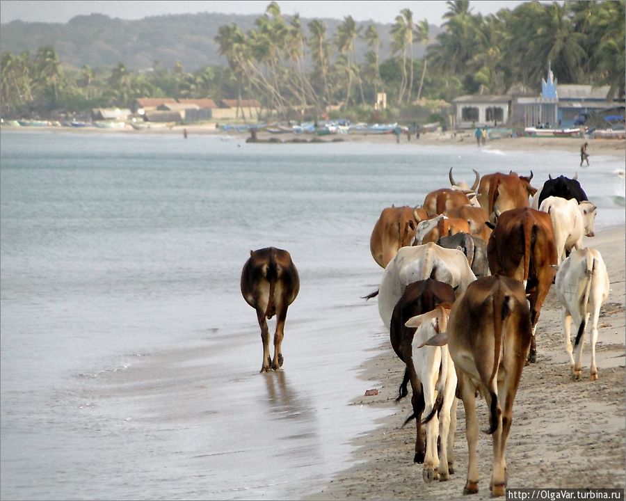 Священная корова, которая гуляет сама по себе Тринкомали, Шри-Ланка