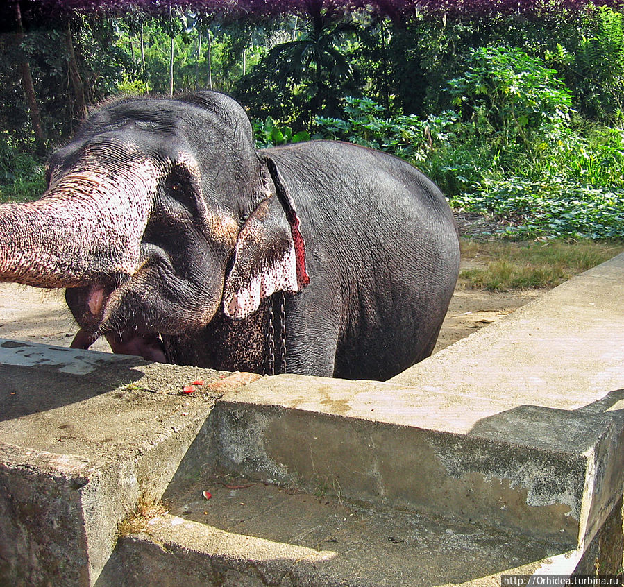 Millennium Elephant Foundation — приют для миленьких слонов Пиннавала, Шри-Ланка