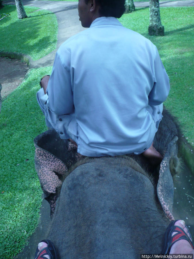 Парк слонов Убуд, Индонезия