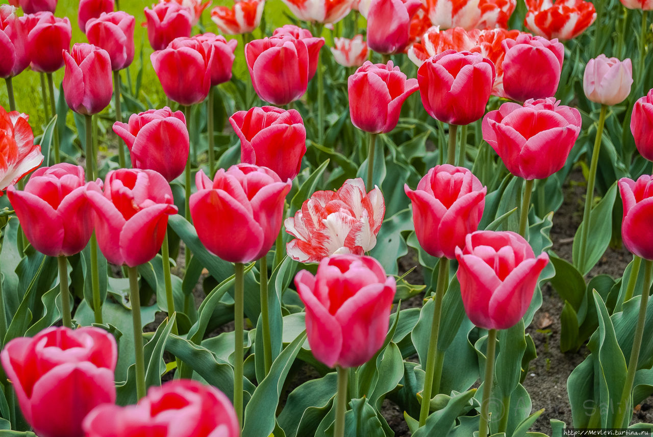 Тюльпаны в Юрмале Юрмала, Латвия