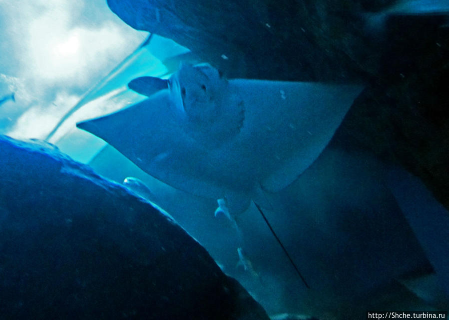 Посчитаем зубы у акулы Дубай, ОАЭ